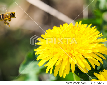 蒲公英和蜜蜂 39485697