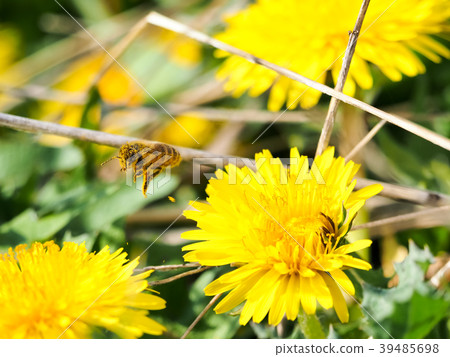 蒲公英和蜜蜂 39485698