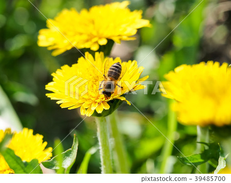 蒲公英和蜜蜂 39485700