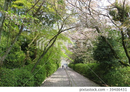 櫻花盛開的樓梯風景 櫻花盛開的樓梯風景 39486431