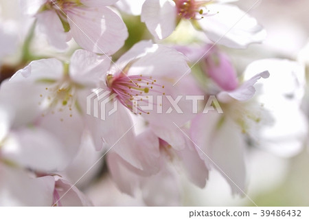 櫻桃花瓣 櫻桃花瓣 39486432