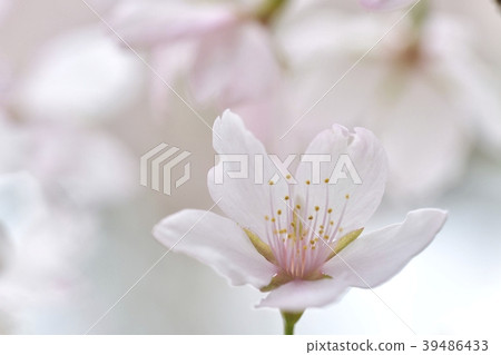 櫻桃花瓣 櫻桃花瓣 39486433