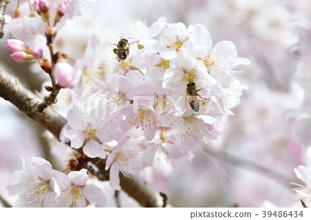 櫻桃花瓣 櫻桃花瓣 39486434