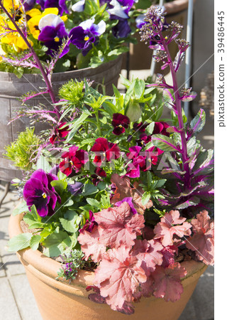 Huekyura's planting 39486445