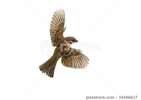 sparrow flies sparrow flies 39486627