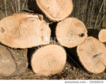 Fallen trees lying side by side after woodwork Fallen trees lying side by side after woodwork 39486630