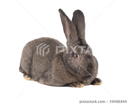 grey rabbit 39486844