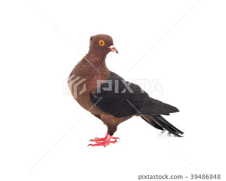 brown dove 39486848