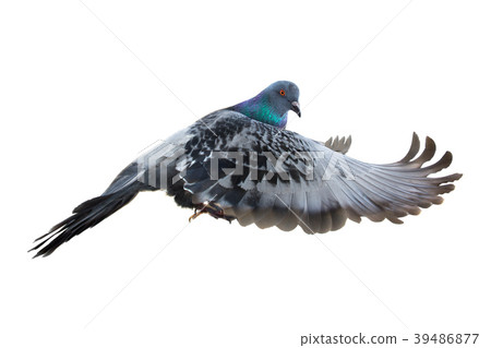dove in flight dove in flight 39486877