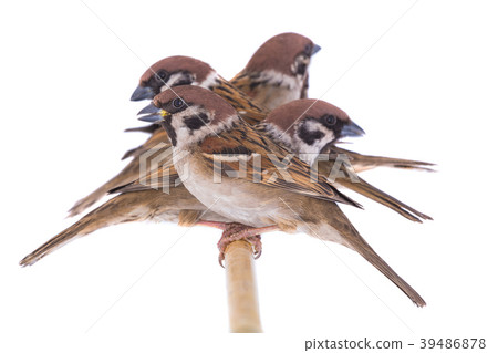 sparrows 39486878