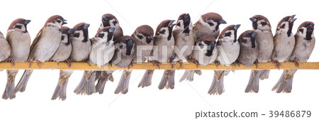 seventeen sparrows 39486879