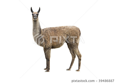 llama llama 39486887