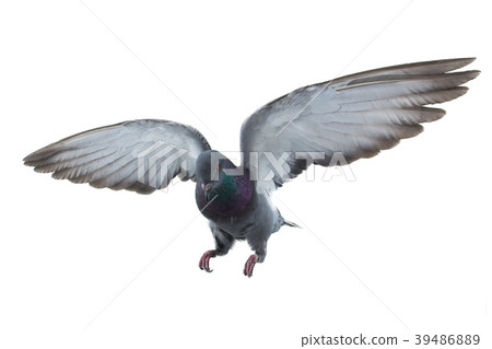 pigeon pigeon 39486889