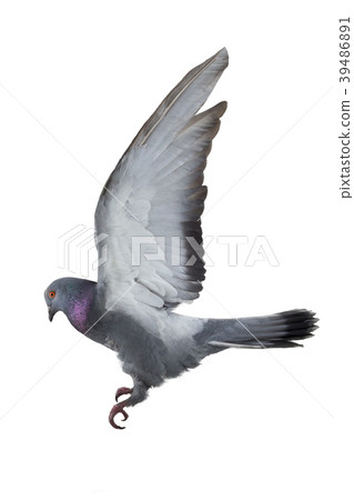 pigeon pigeon 39486891