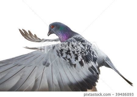 pigeon 39486893
