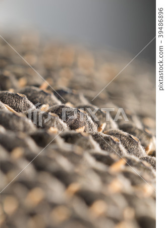 dry black sunflower dry black sunflower 39486896