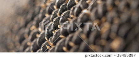 dry black sunflower dry black sunflower 39486897