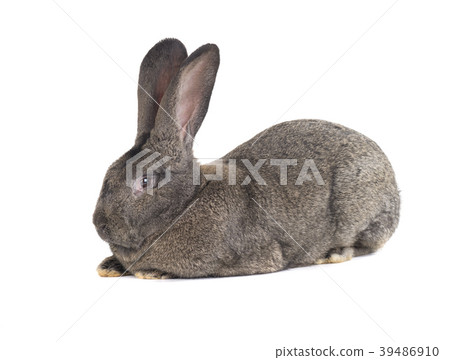 grey rabbit 39486910