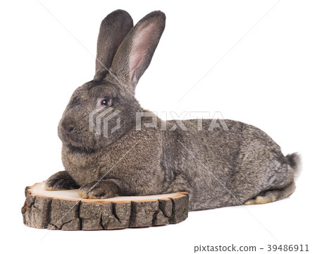 grey rabbit grey rabbit 39486911