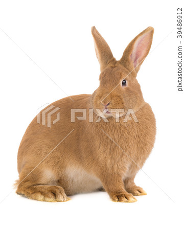 brown rabbit 39486912