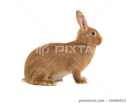 brown rabbit 39486913