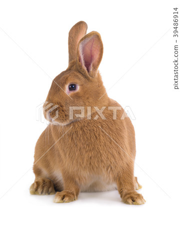 brown rabbit brown rabbit 39486914