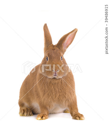 brown rabbit brown rabbit 39486915