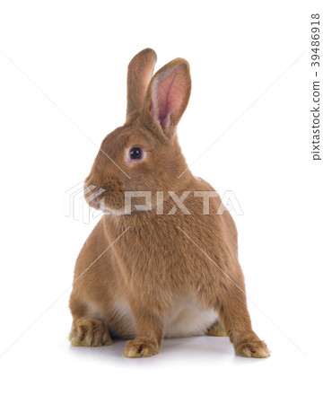 brown rabbit 39486918