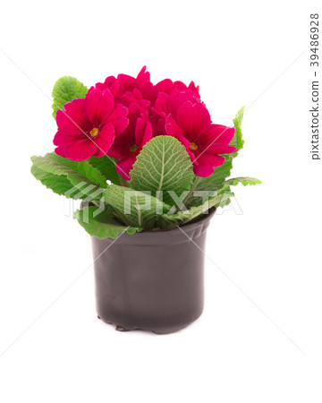 primrose primrose 39486928