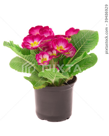 primrose 39486929