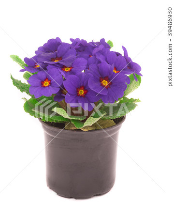 primrose primrose 39486930