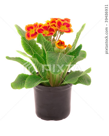 primrose primrose 39486931