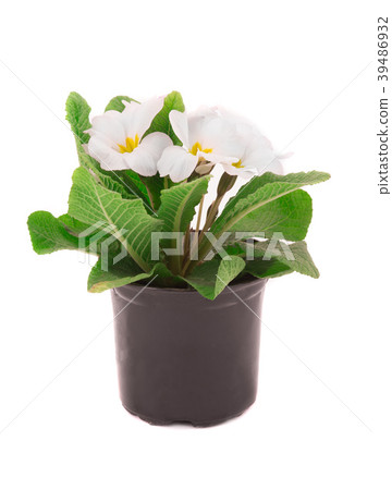 primrose 39486932