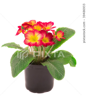 primrose primrose 39486933