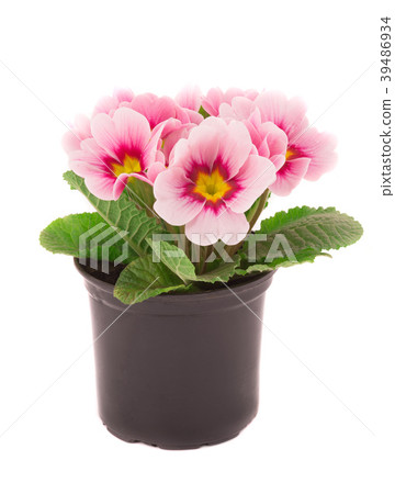primrose primrose 39486934