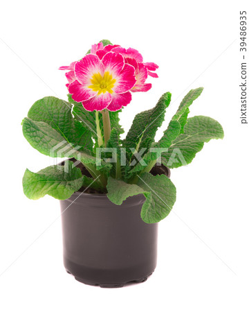 primrose primrose 39486935