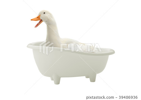 duck bathes in bathroom duck bathes in bathroom 39486936