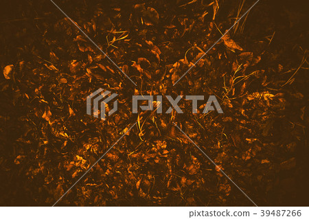 Golden foliage in autumn background Golden foliage in autumn background 39487266