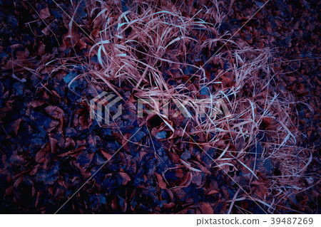 Abstract foliage and meadow closeup Abstract foliage and meadow closeup 39487269