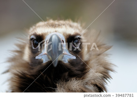 Vulture close-up portrait Vulture close-up portrait 39487781