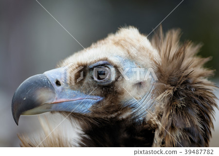Vulture close-up portrait 39487782