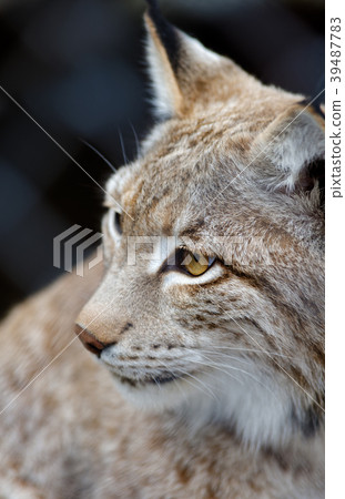 Young lynx close-up portrait 39487783