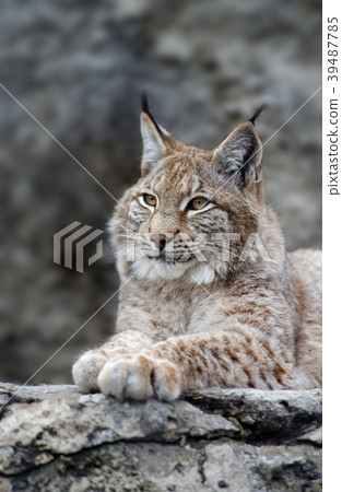 Young lynx portrait 39487785