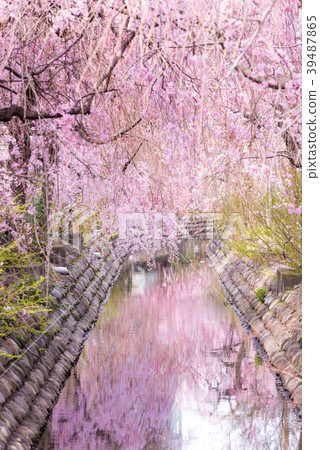 兩用水（Kawasakihori）槽側的水側 39487865