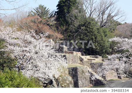 Naegi Castle Oyagura ruins of full bloom cherry blossoms 39488334
