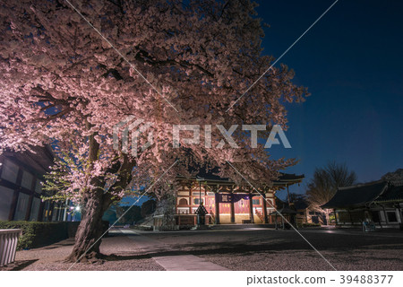 Ikegami Honmonji夜間櫻花寺 39488377