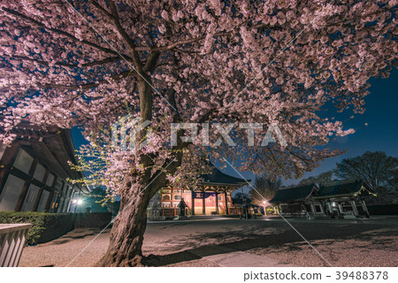 Ikegami Honmonji夜間櫻花寺 39488378