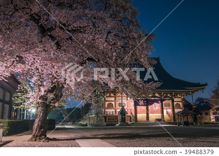 Ikegami Honmonji nocturnal cherry blossoms temple Ikegami Honmonji nocturnal cherry blossoms temple 39488379