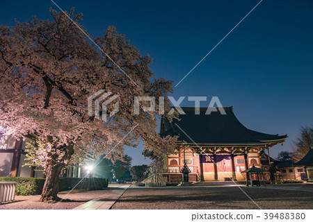 Ikegami Honmonji nocturnal cherry blossoms temple Ikegami Honmonji nocturnal cherry blossoms temple 39488380