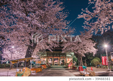 Ikegami Honmonji Temple night cherry blossoms Ikegami Honmonji Temple night cherry blossoms 39488381